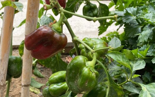 Casa con encanto y terraza en Marzagán